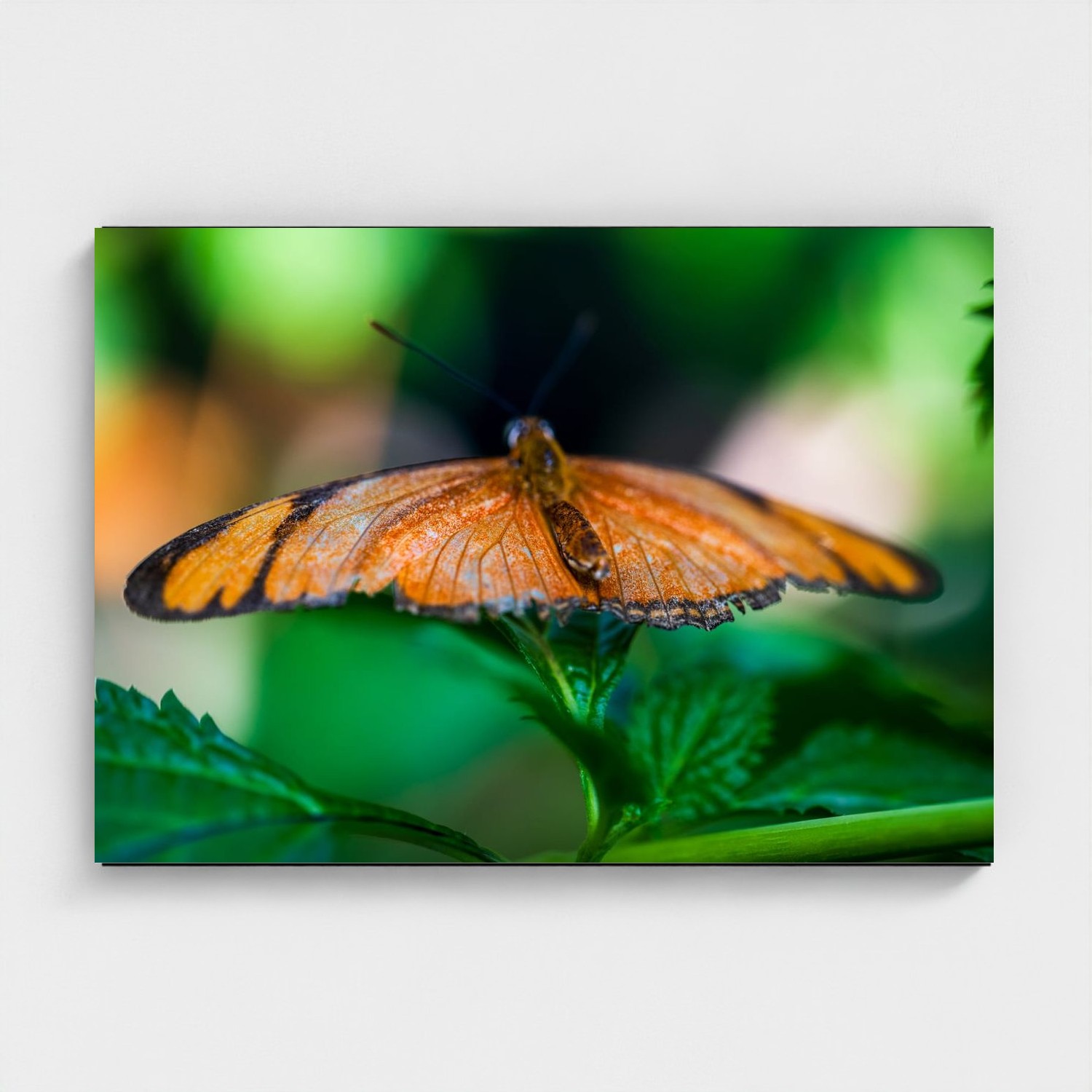 Black frame · box · no mount