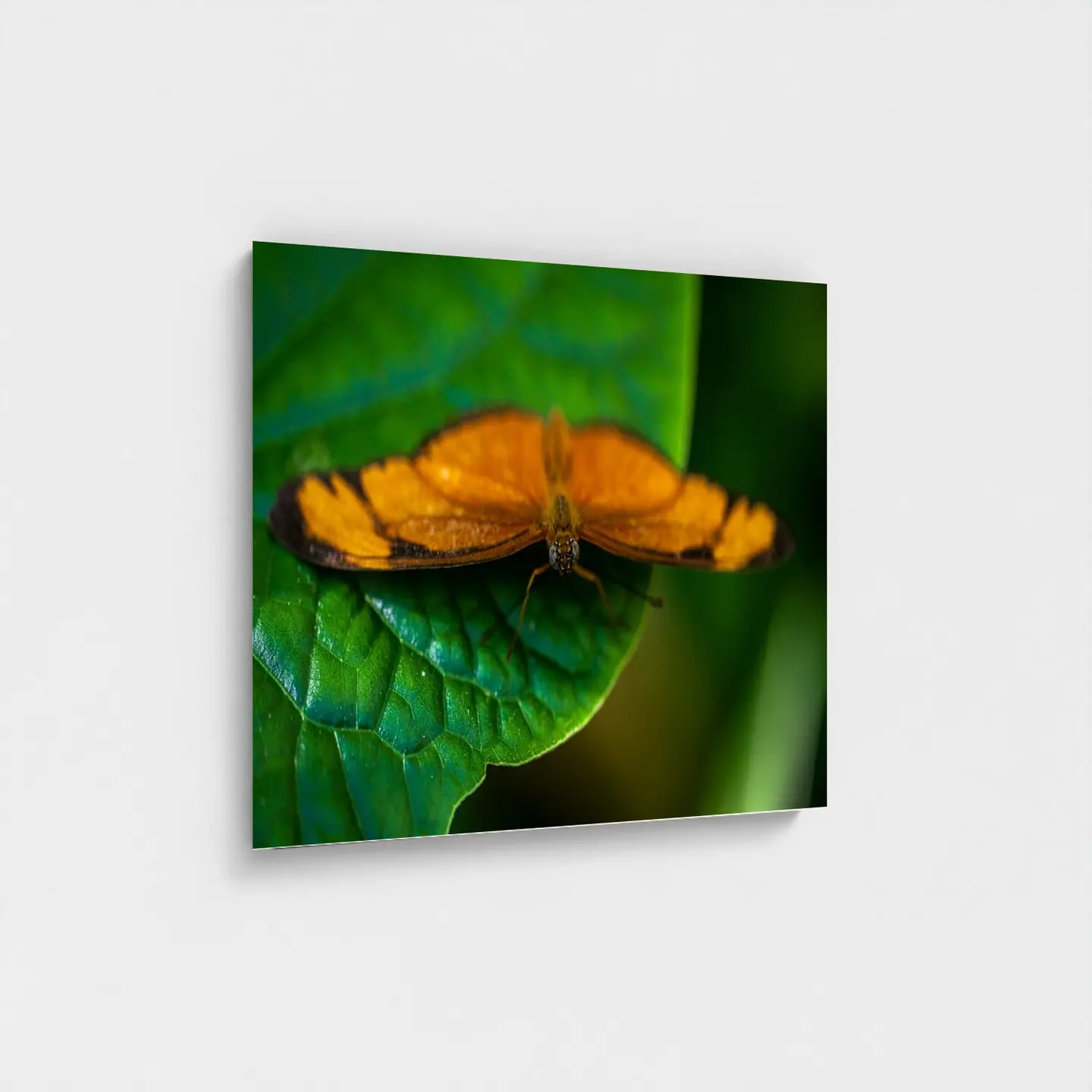 Black frame · box · no mount