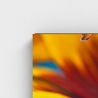 Black frame · box · no mount