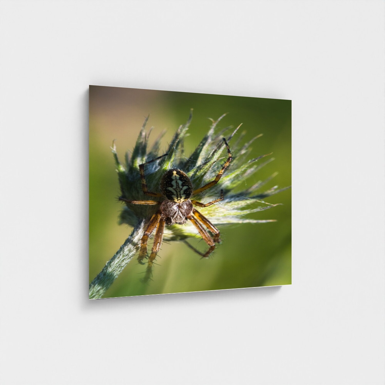 Black frame · box · no mount