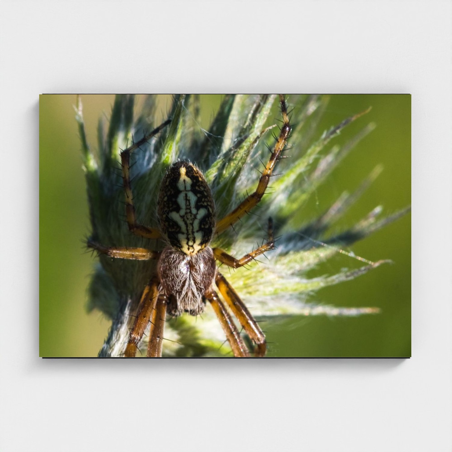 Black frame · box · no mount