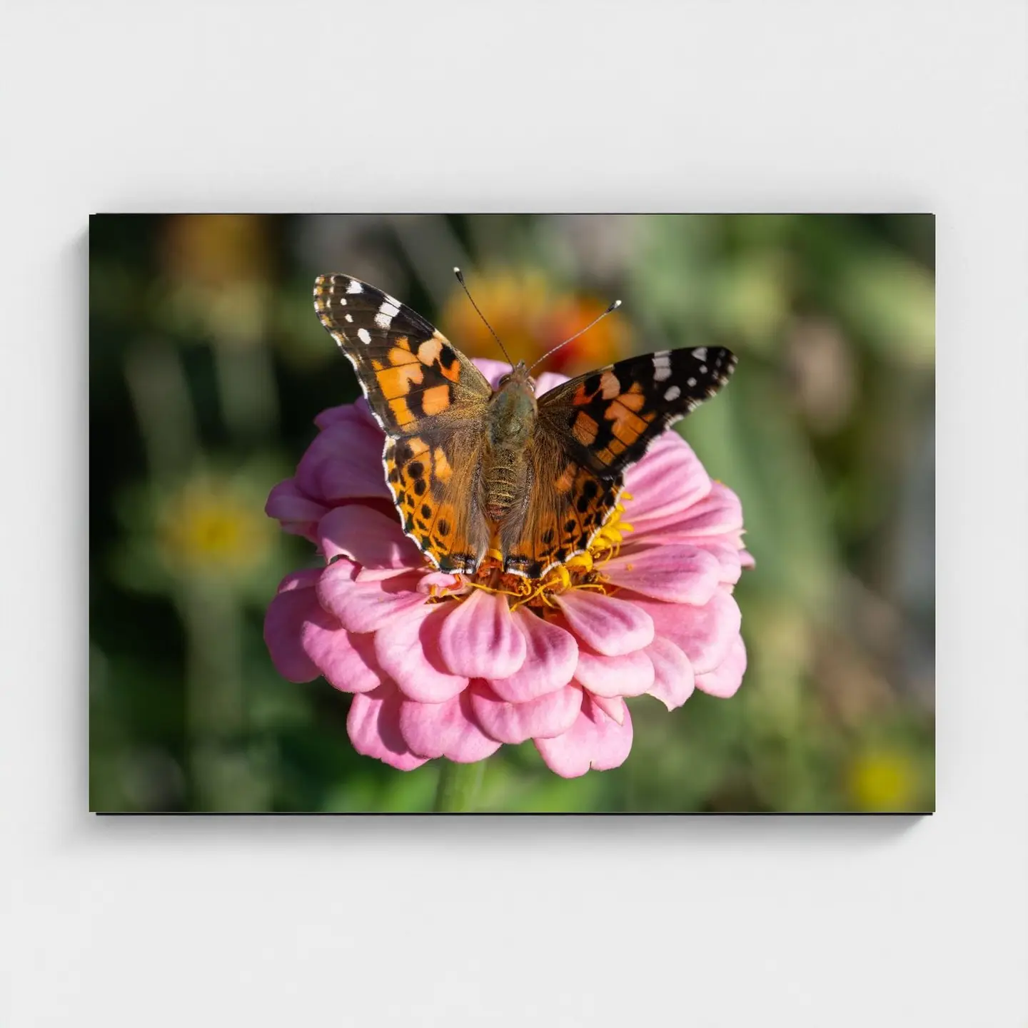 Black frame · box · no mount