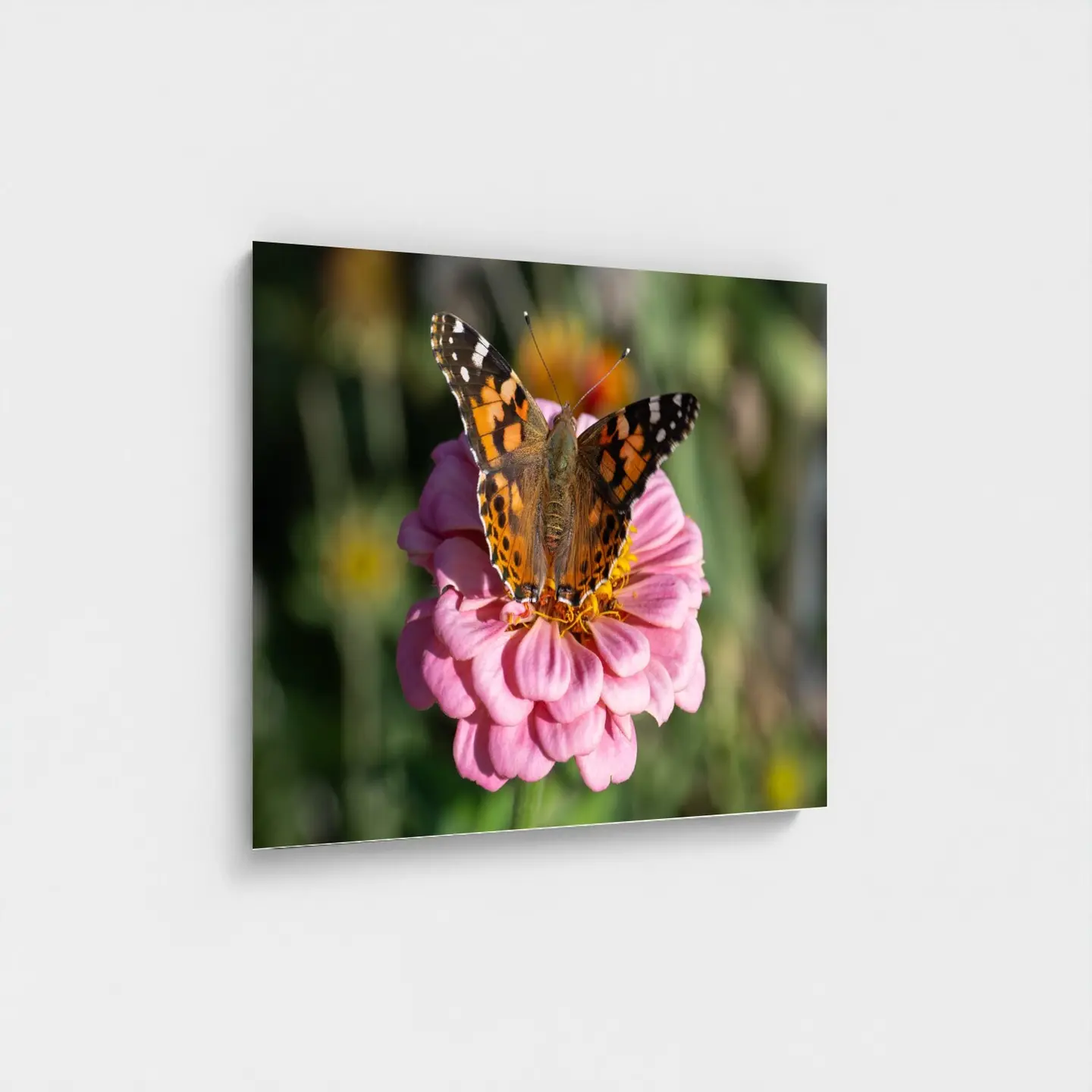 Black frame · box · no mount