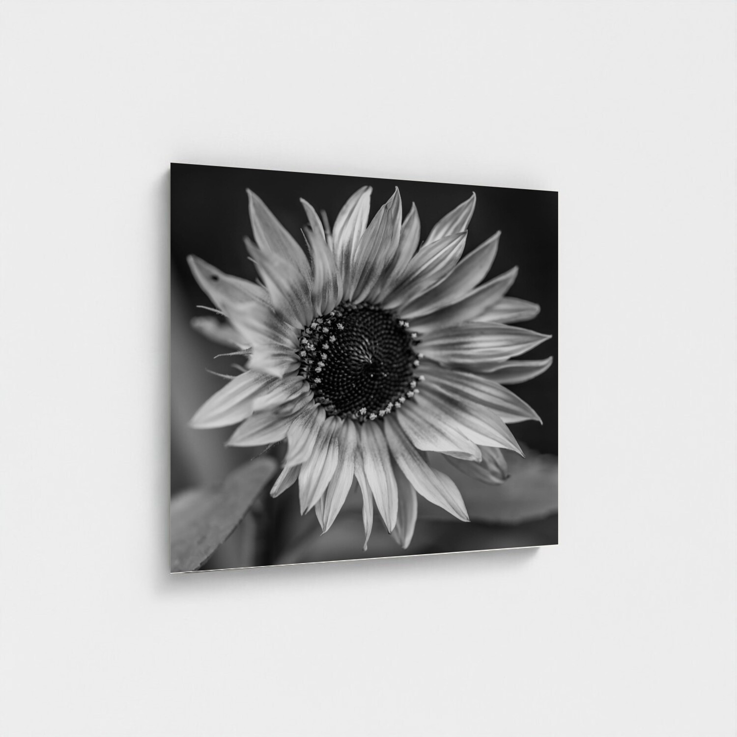Black frame · box · no mount