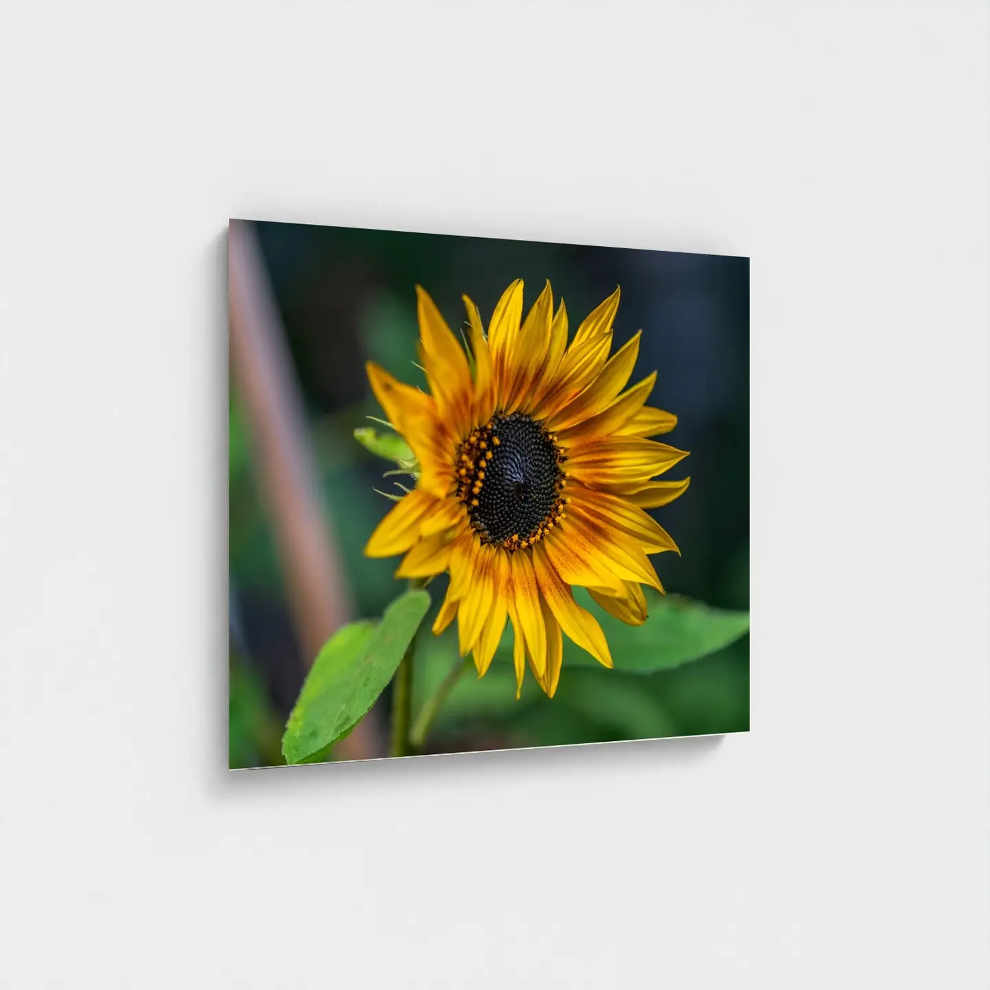 Black frame · box · no mount