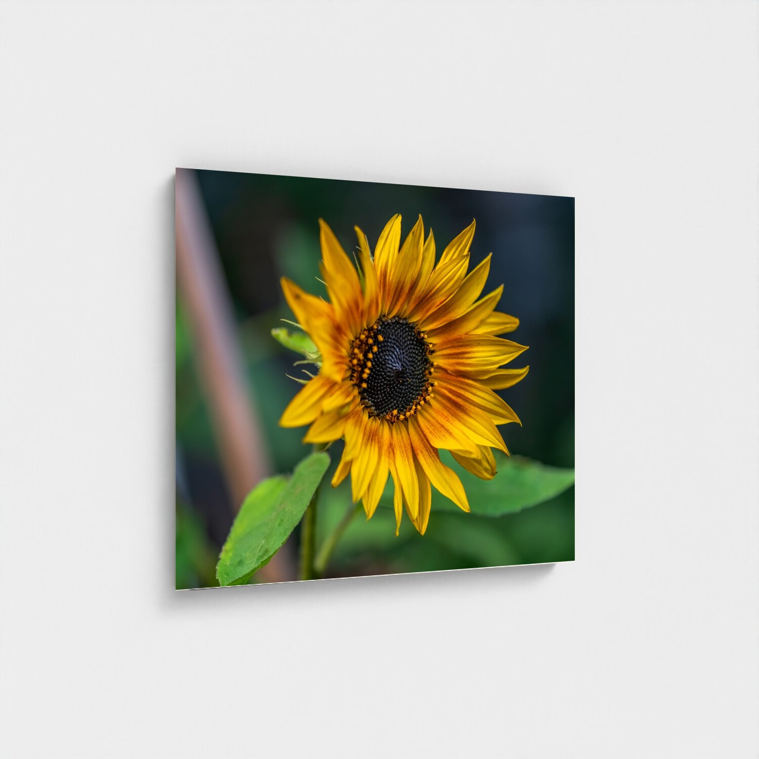 Black frame · box · no mount