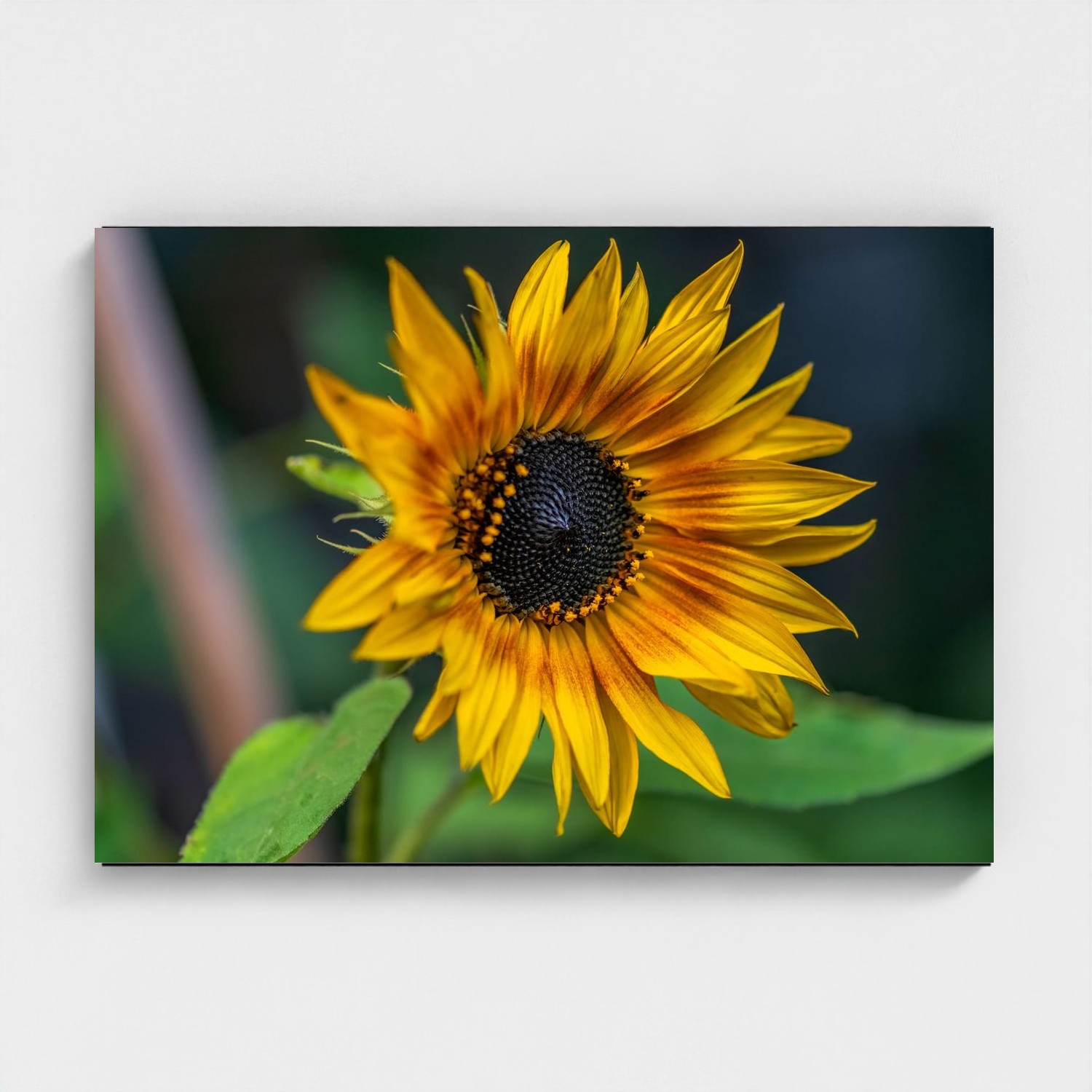 Black frame · box · no mount