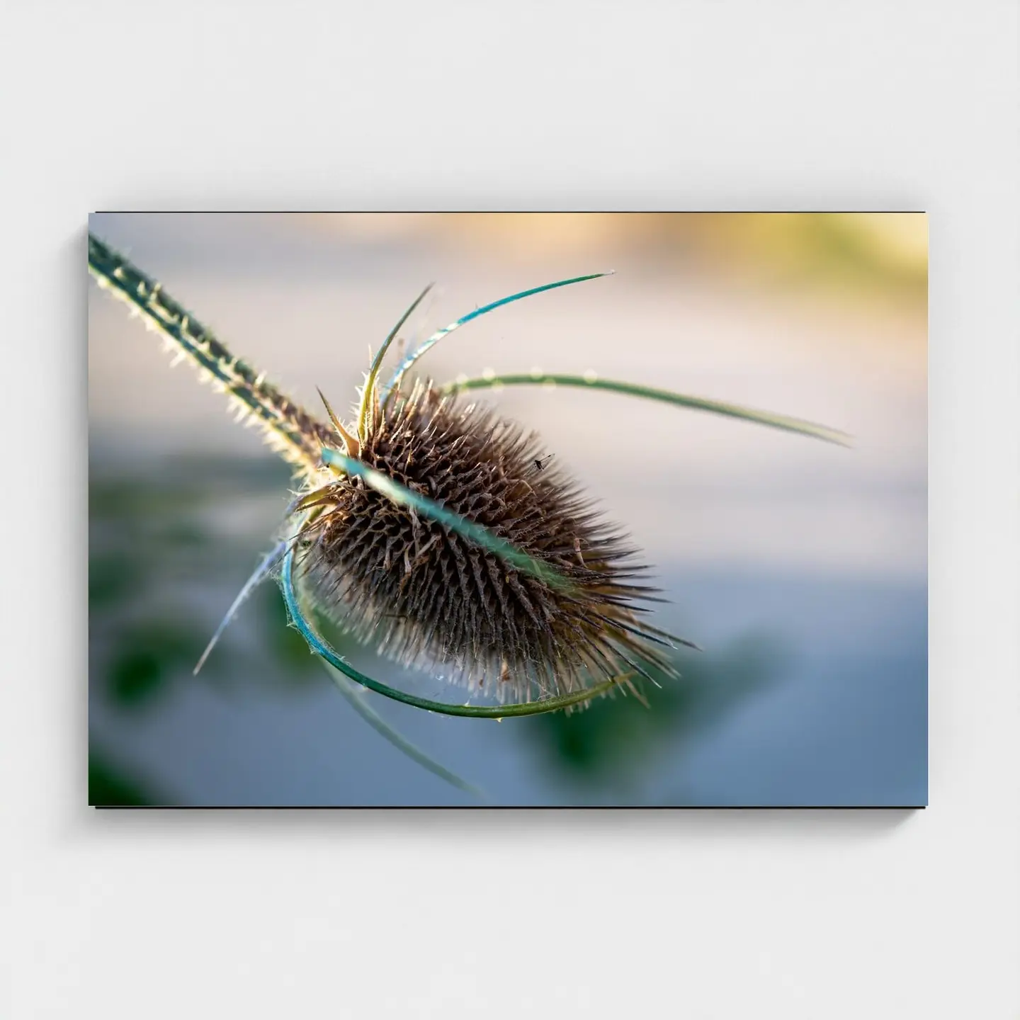 Black frame · box · no mount