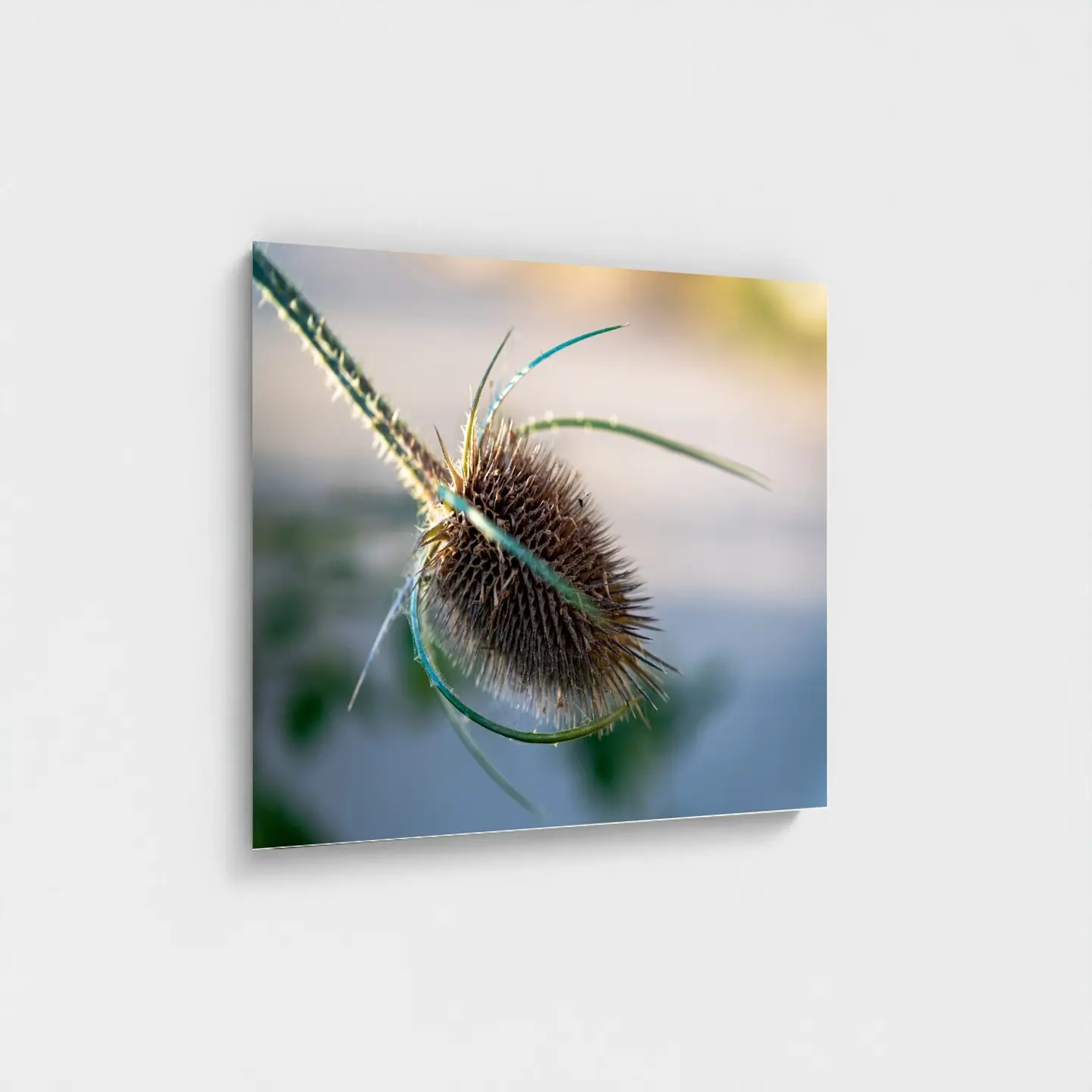 Black frame · box · no mount