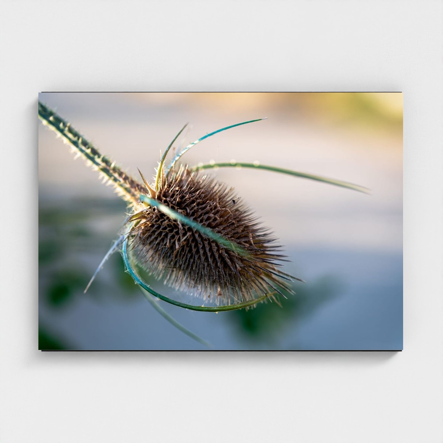 Black frame · box · no mount