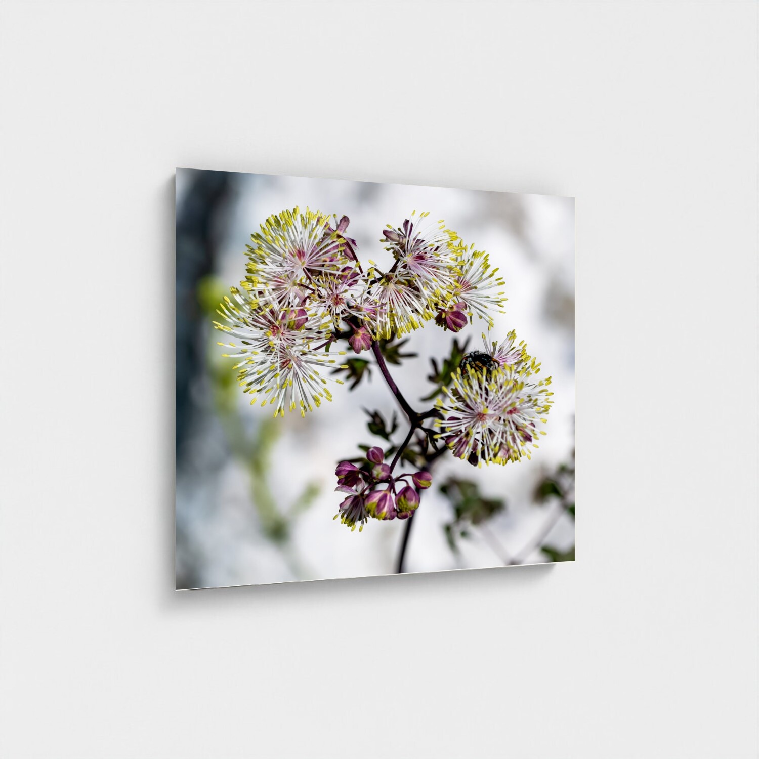 Black frame · box · no mount