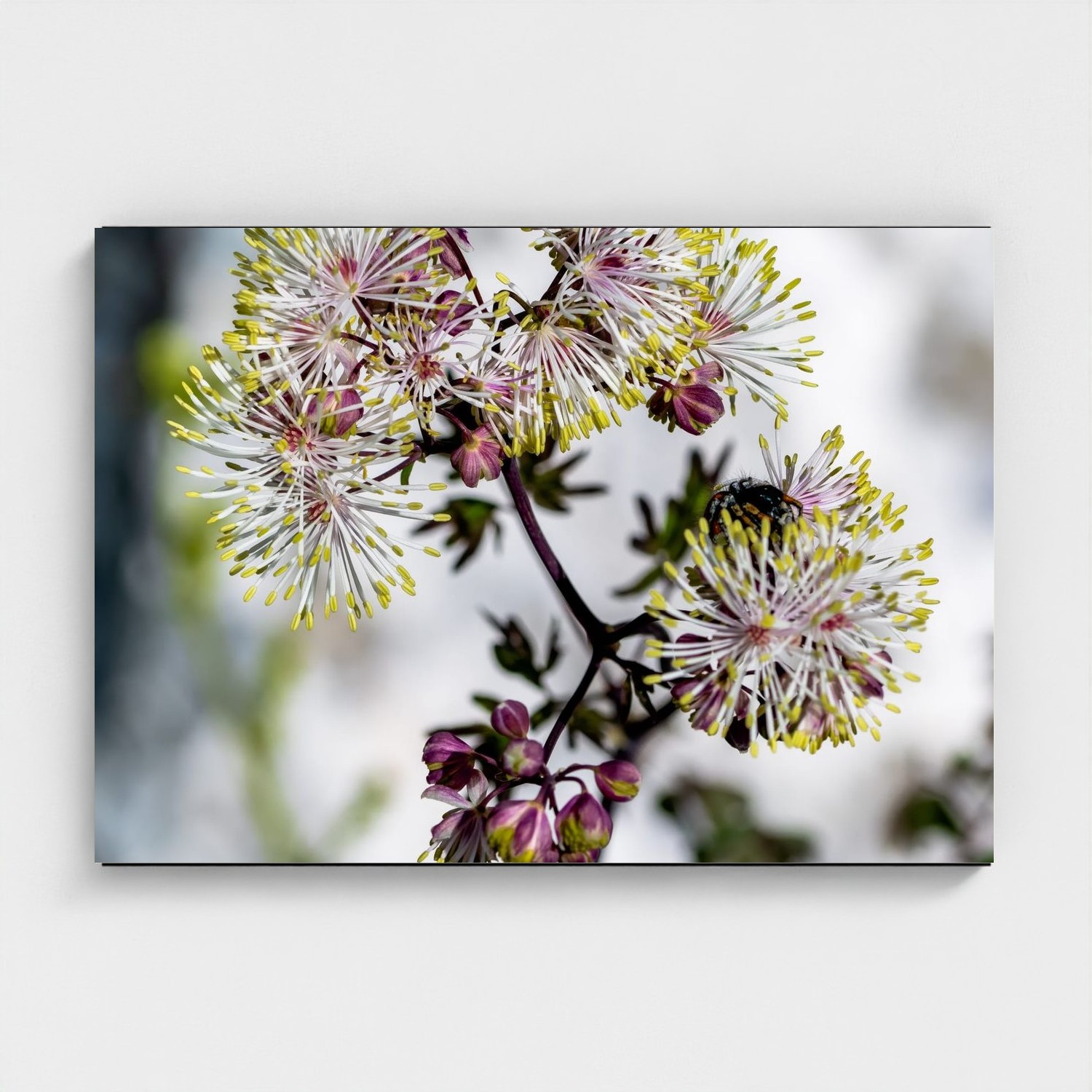 Black frame · box · no mount