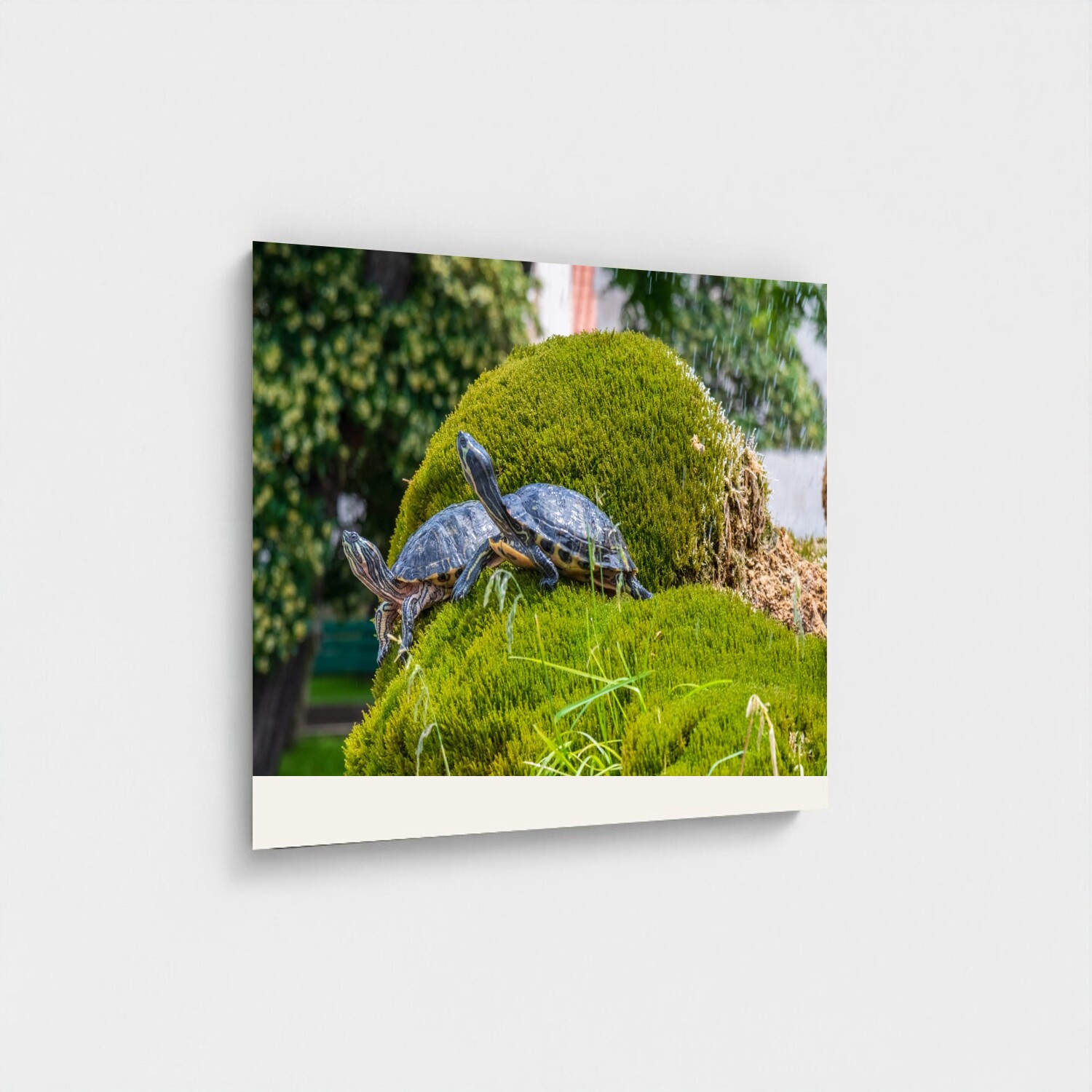 Black frame · box · no mount