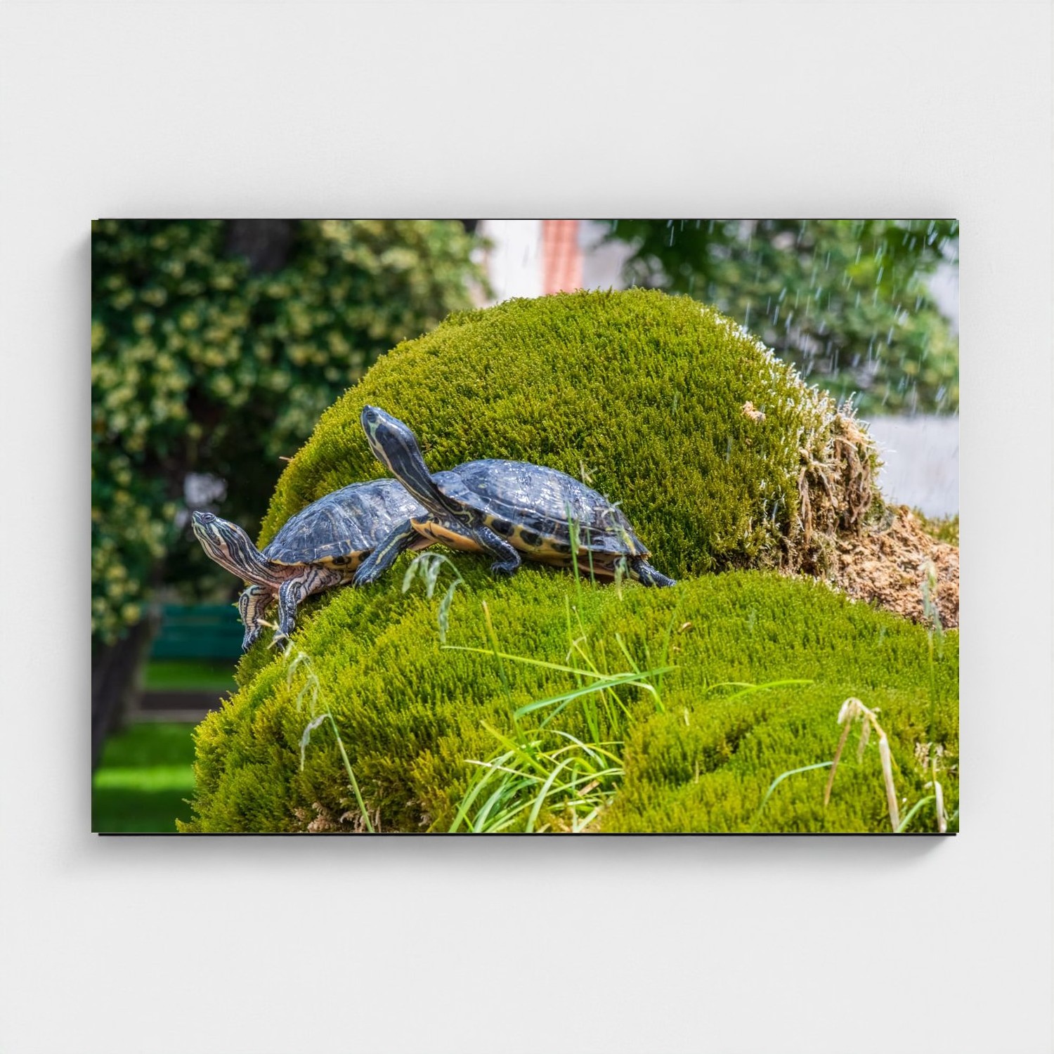 Black frame · box · no mount