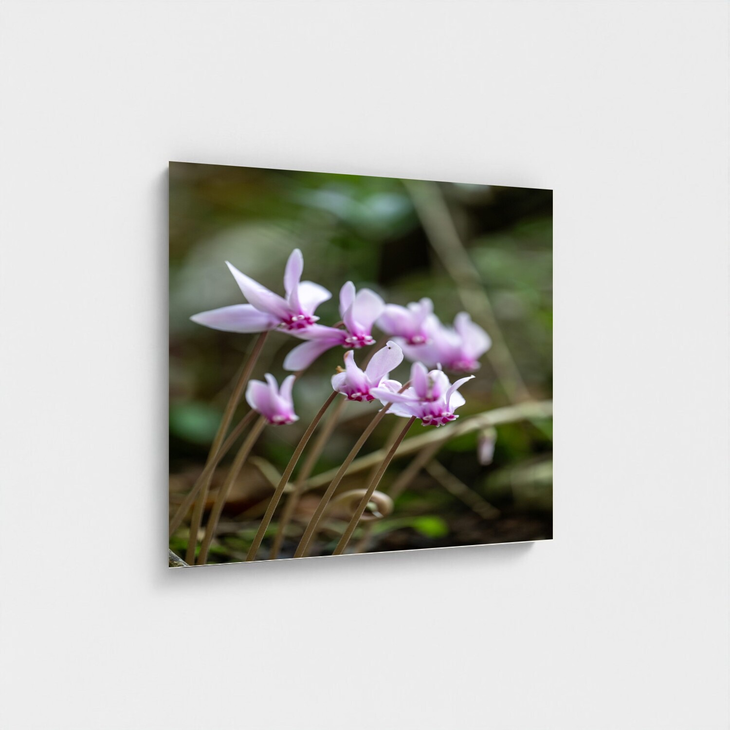 Black frame · box · no mount