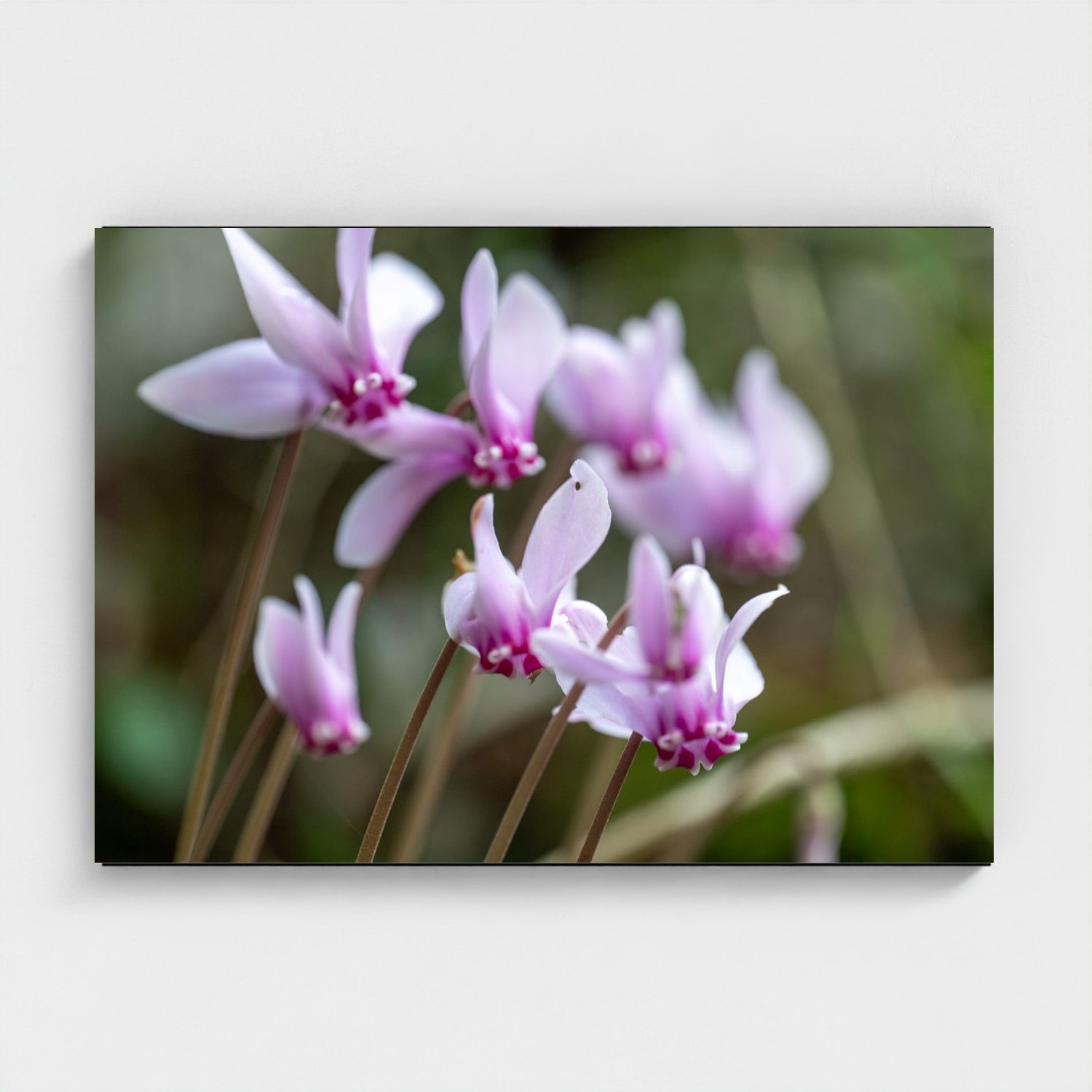Black frame · box · no mount