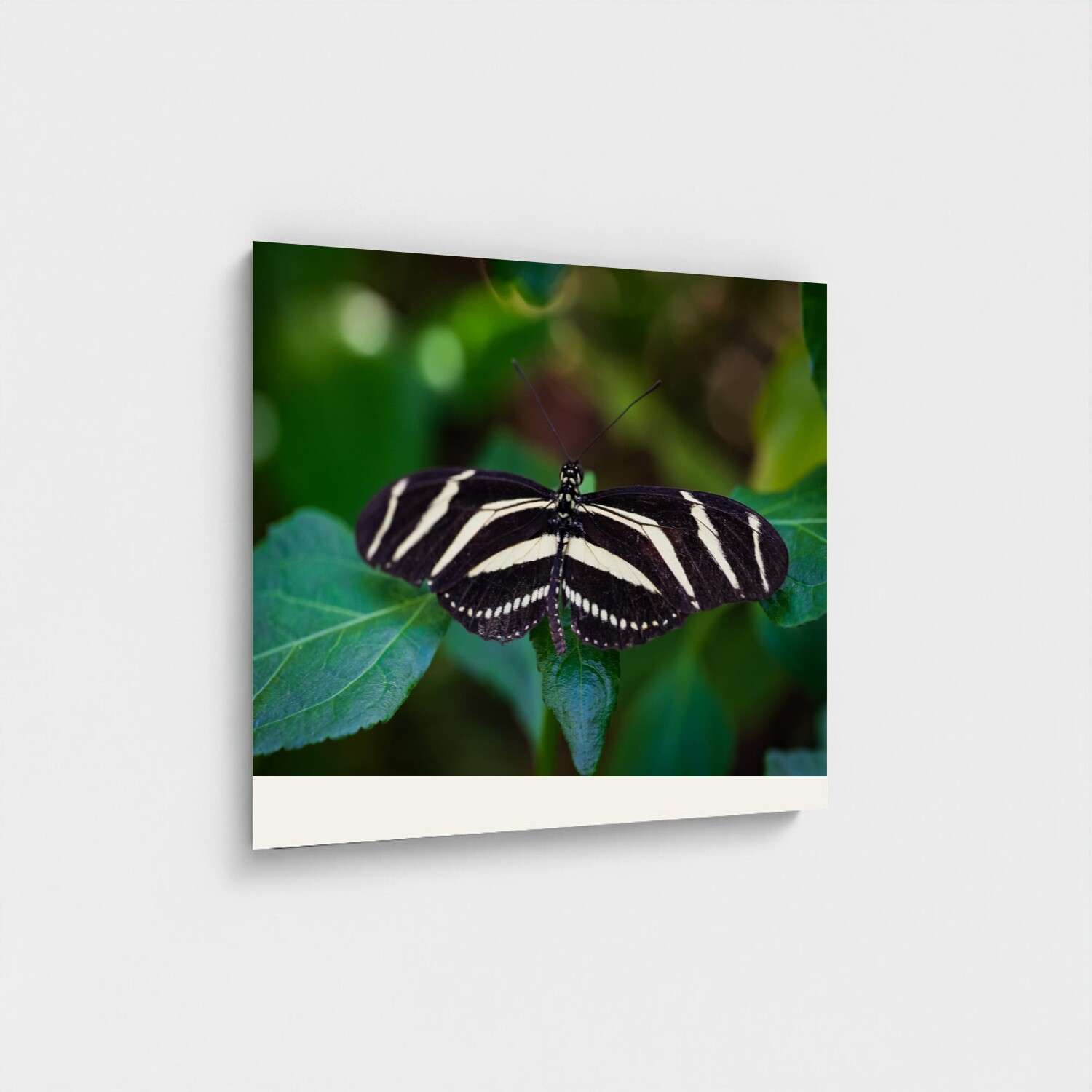 Black frame · box · no mount