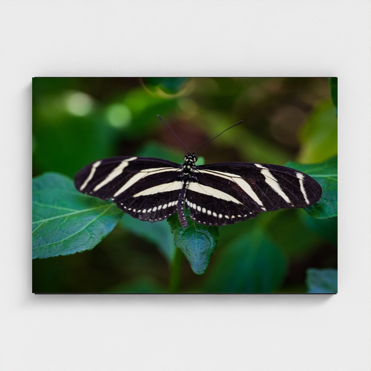 Black frame · box · no mount