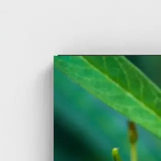 Black frame · box · no mount
