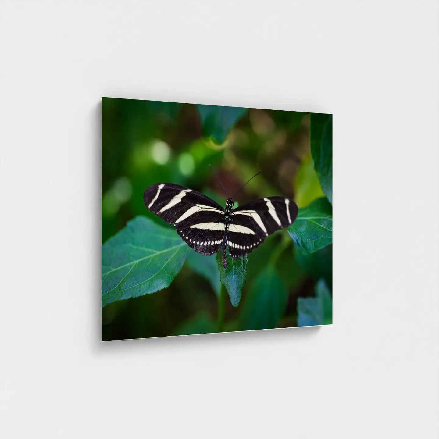 Black frame · box · no mount