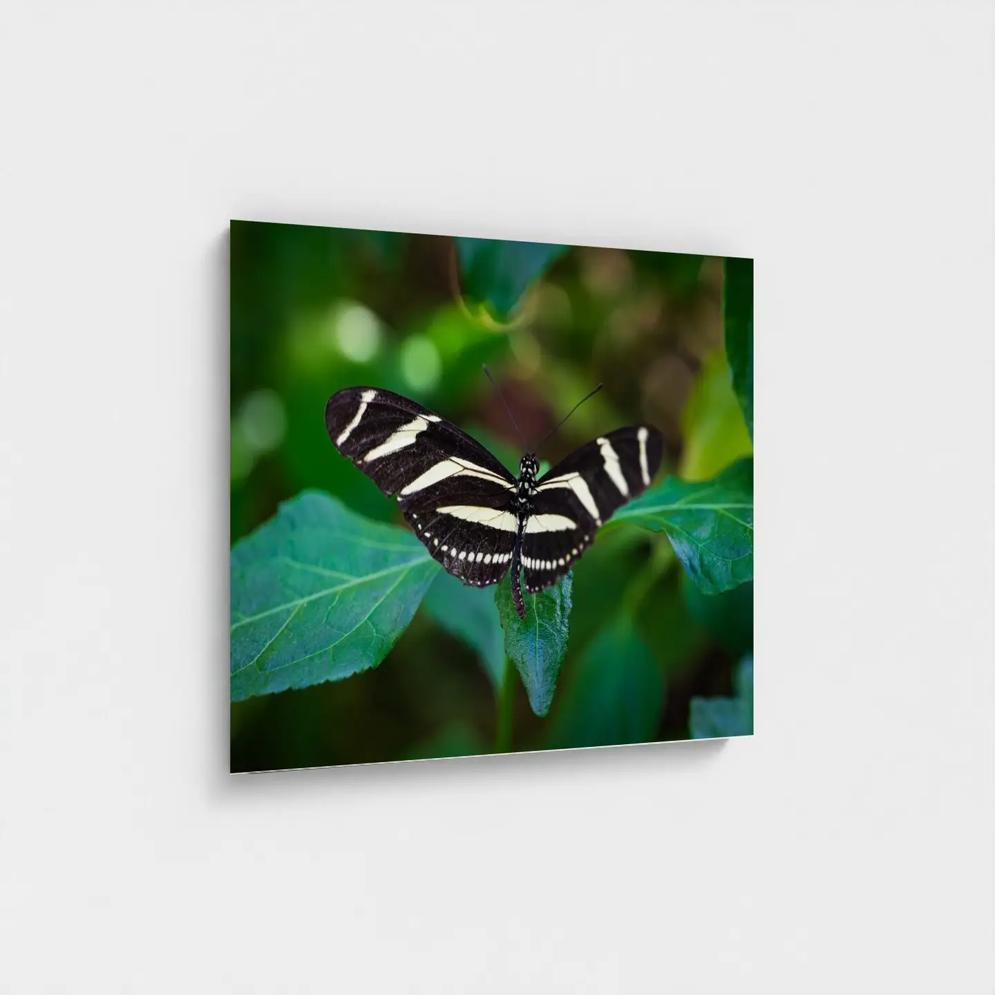 Black frame · box · no mount