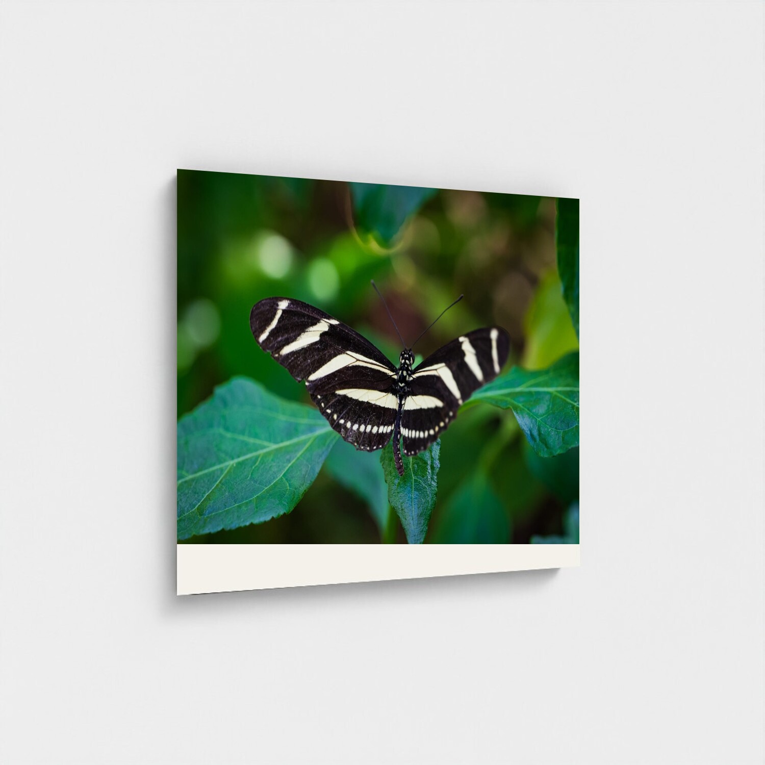 Black frame · box · no mount