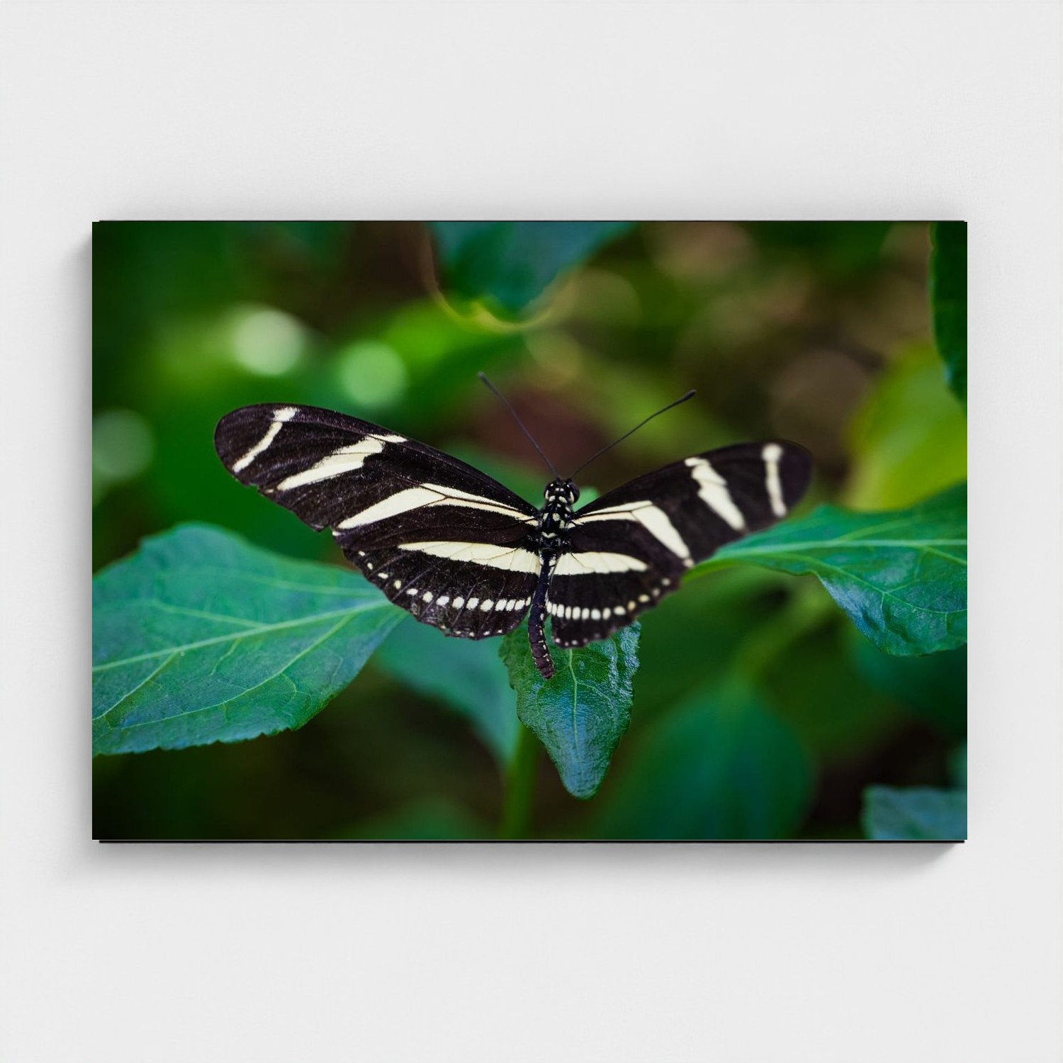 Black frame · box · no mount