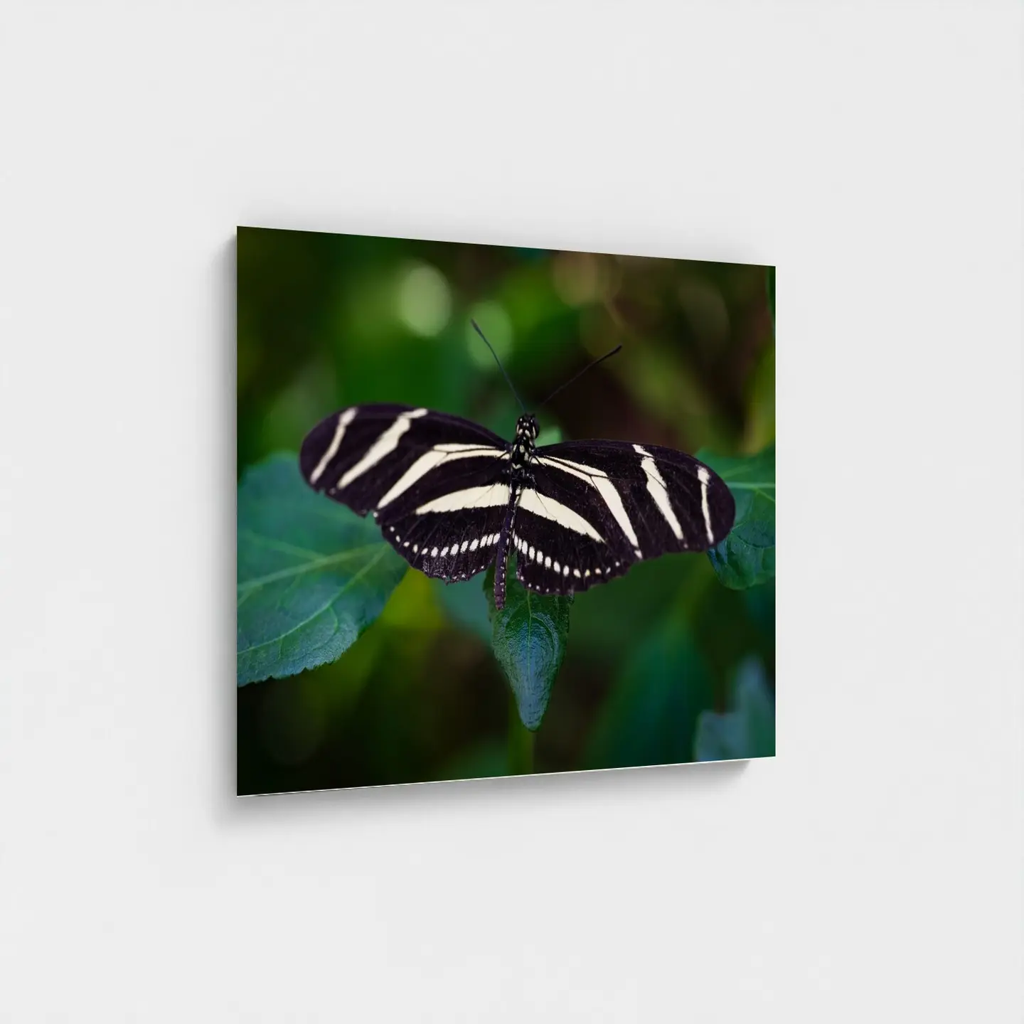 Black frame · box · no mount