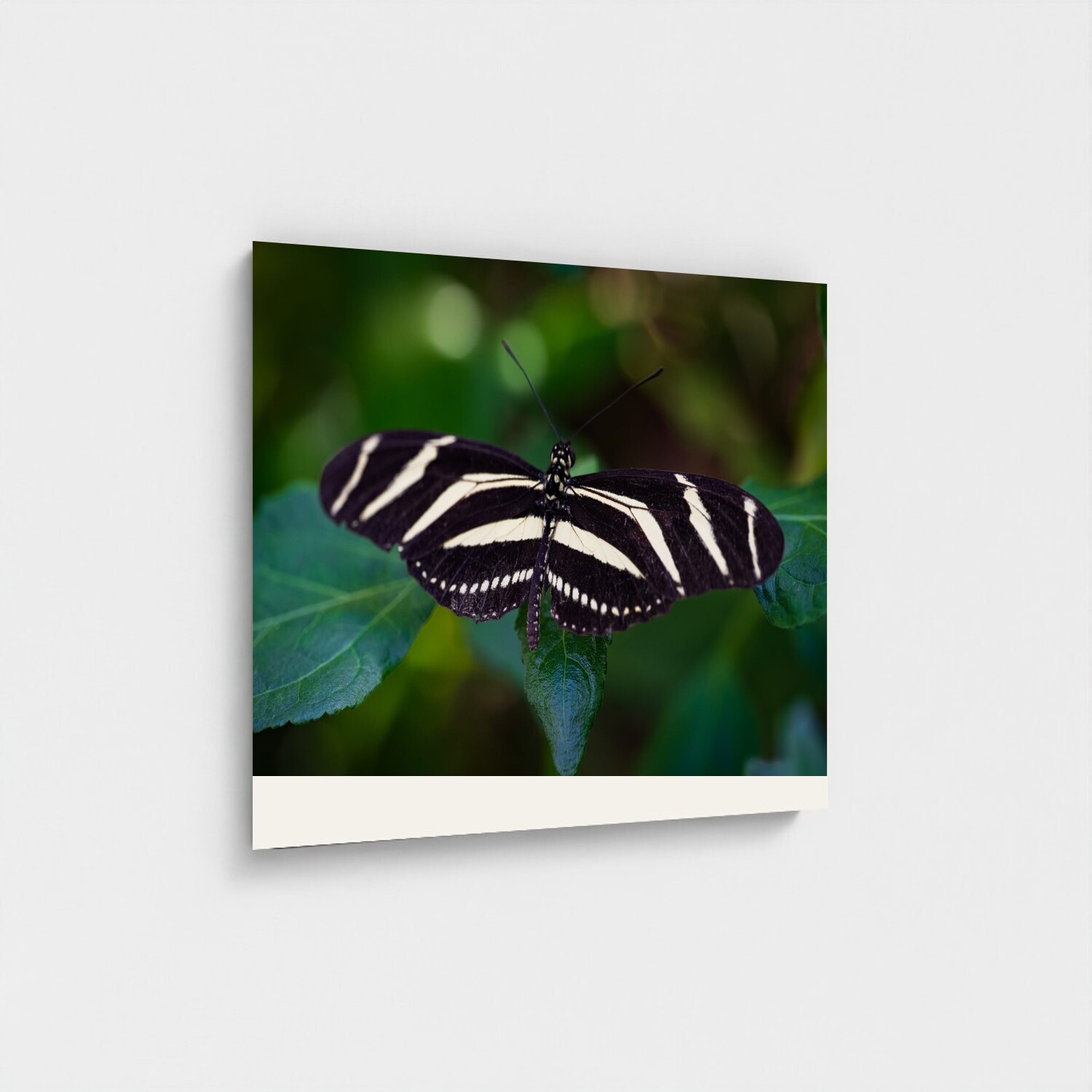 Black frame · box · no mount