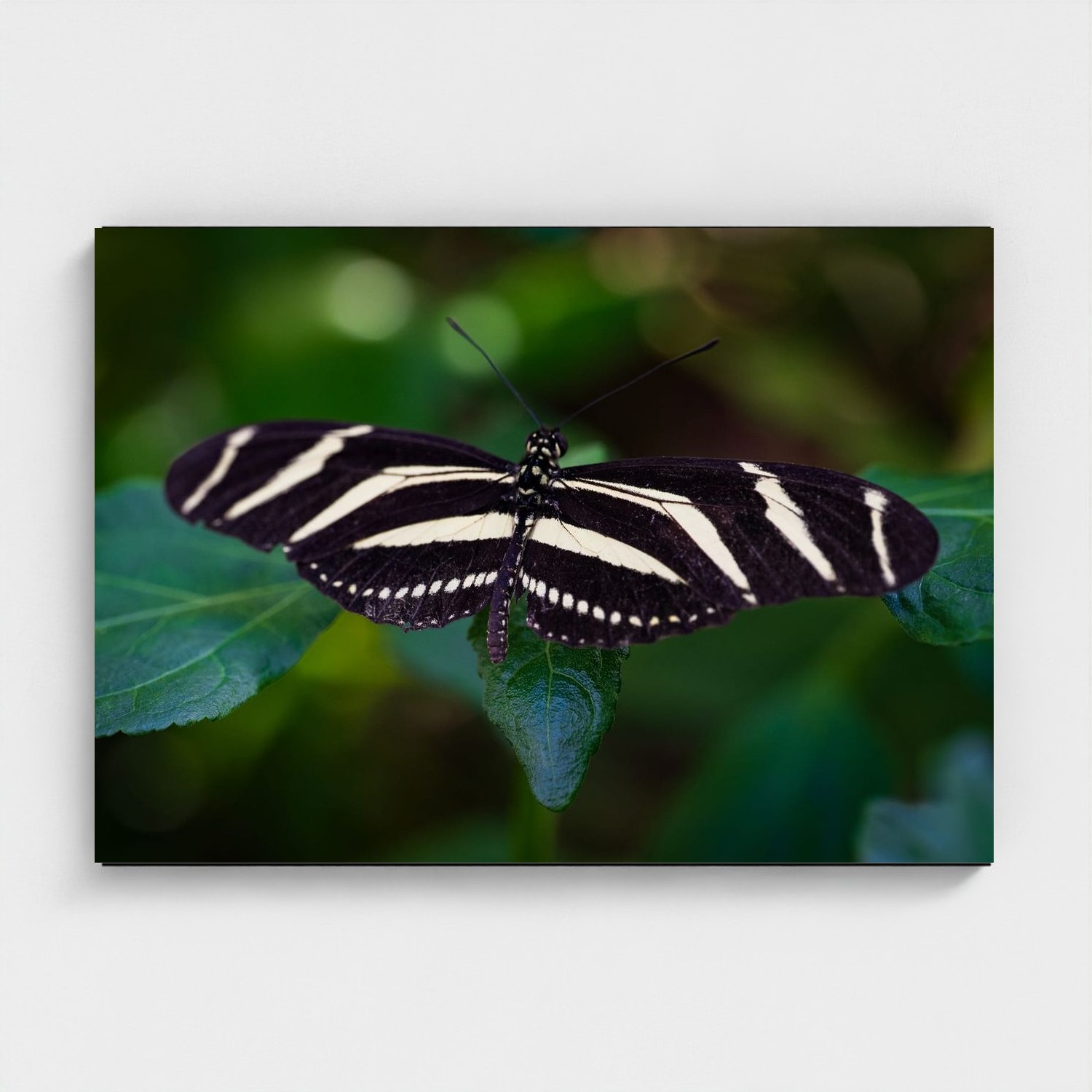 Black frame · box · no mount