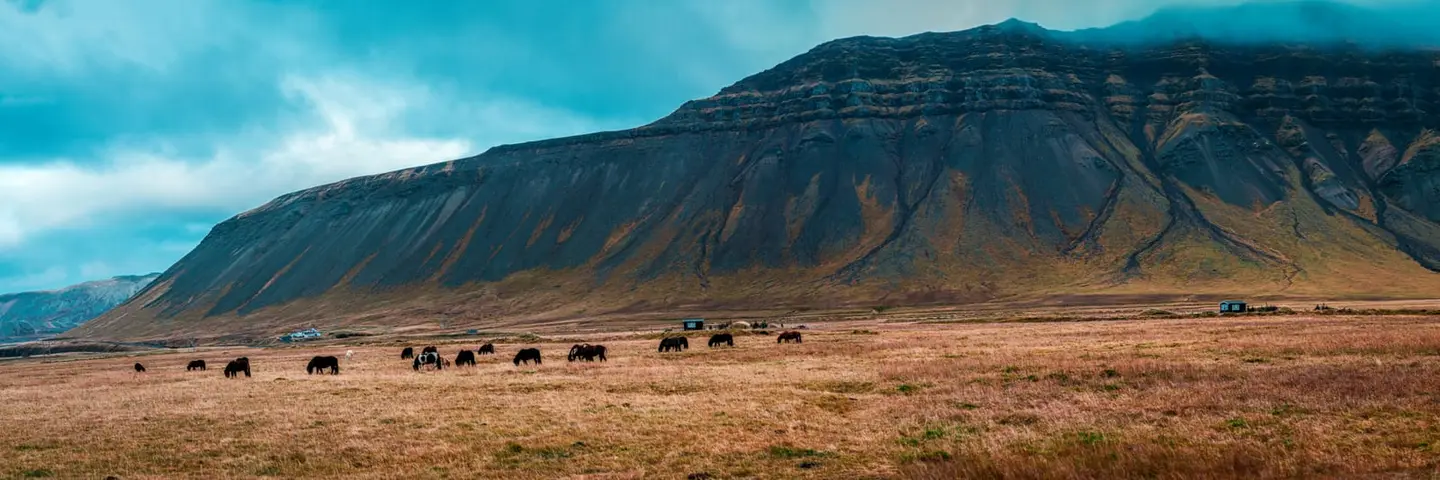 A herd of Icelandic horses grazes across a wide tan grass plain on the Snæfellsnes peninsula in west Iceland, dwarfed by the eroded basalt flank of a single long mountain that fills the right…