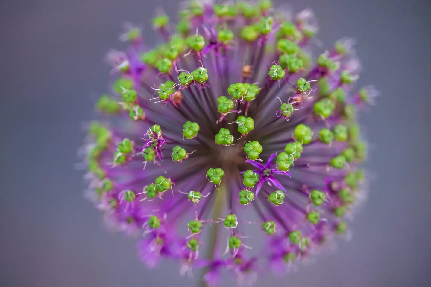 Macro and detail work — the world revealed at the scale we usually walk past.