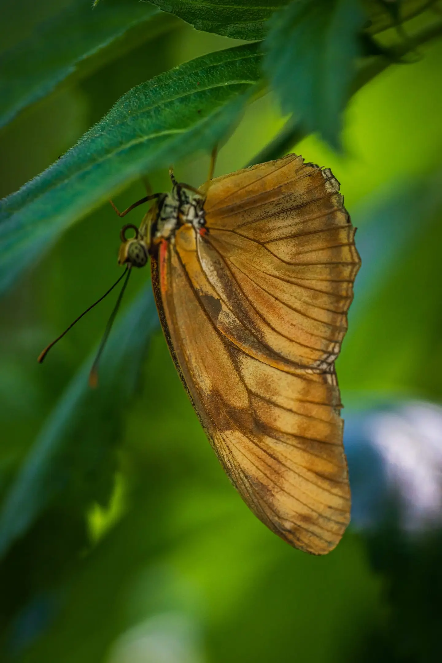 Julia heliconian moments later, eye now visible, body shifted a fraction along the leaf vein.