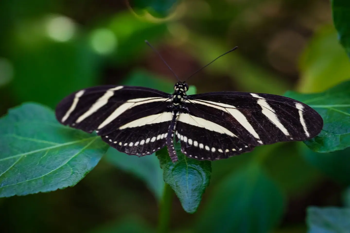 A Zebra Longwing (Heliconius charithonia) rests on a broad tropical leaf in a tropical greenhouse in Amsterdam, its distinctive black wings banded with cream-yellow stripes and marginal white spots…